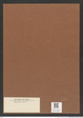 Diatomeae indet. Zeichnungen Sammlung Grunow Mappe 04620 (Herbarium_W_Grunow_drawings_Folder_04620)